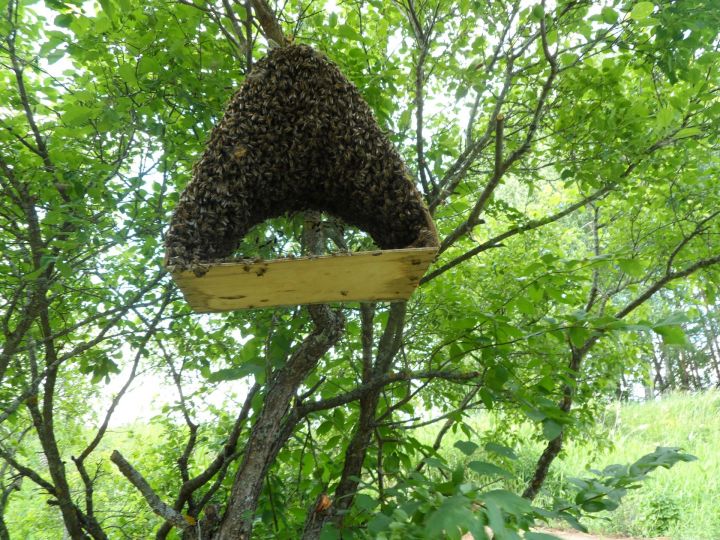 Минсельхозпрод РТ приглашает азнакаевских пчеловодов на форум