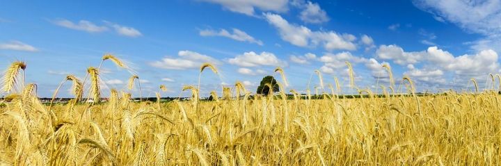 Ученые Татарстана вывели новый сорт пшеницы «100-лет ТАССР»