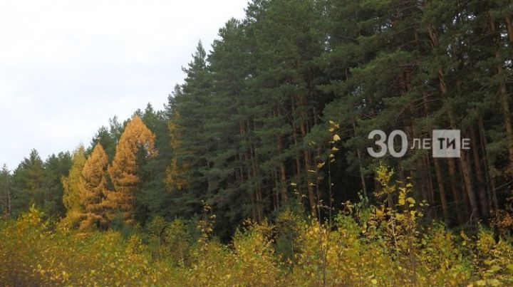 В прошлом году по нацпроекту «Экология» в РТ восстановили более 2,5 тыс. гектаров леса