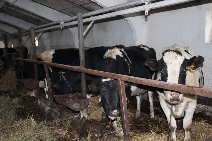 В Азнакаево надаивают 134 тонн молока в день