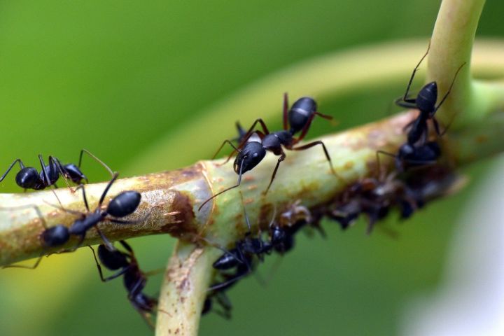 Самые действенные методы борьбы с муравьями