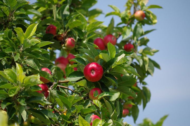 Татарстанские ученые рекомендуют: Как правильно посадить яблоню, вишню и сливу
