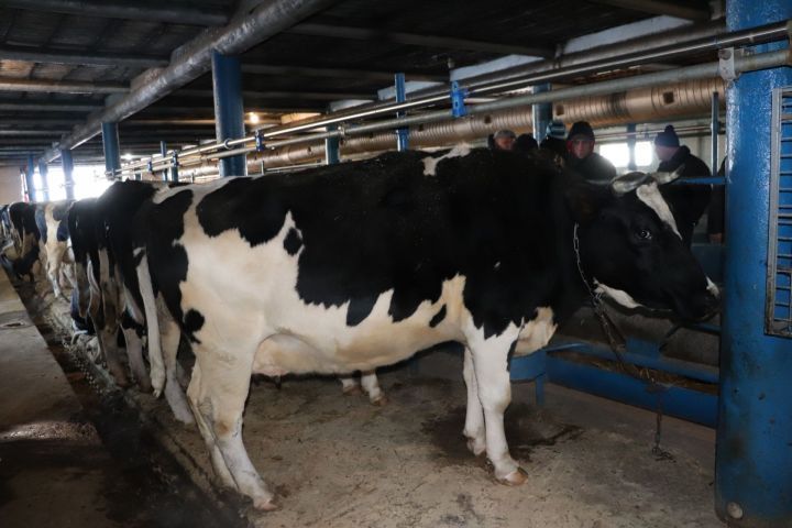 Азнакаевские животноводы увеличивают производство молока