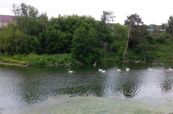 Азнакаевские водоемы облюбовали лебеди