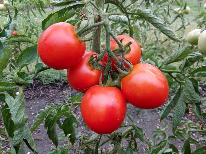 Полезные советы азнакаевским огородникам: повышаем урожайность огурцов и помидоров