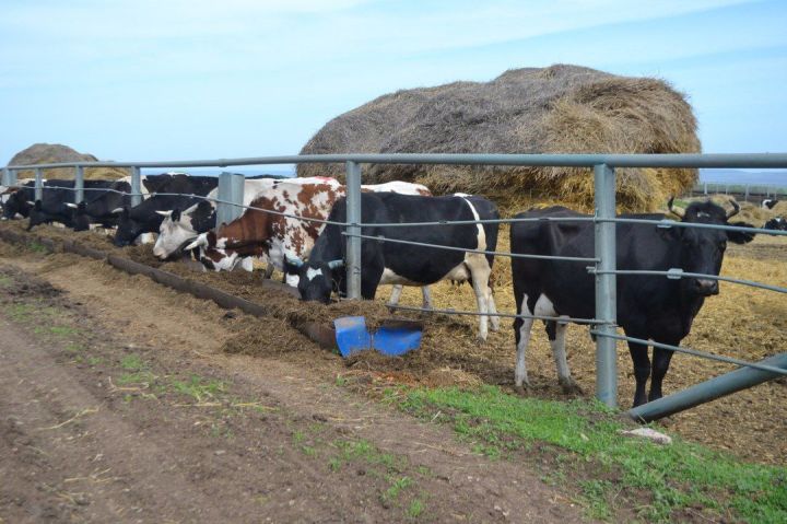 Топ-10 советов по содержанию коров в жару от Минсельхозпрода РТ