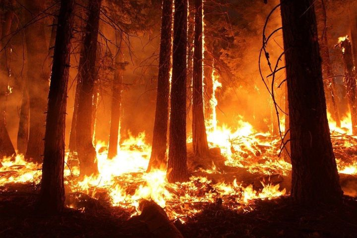 Азнакаевцы, берегите лес от пожара