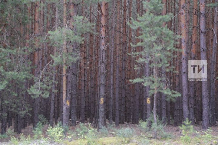 Берегите лес от пожара!