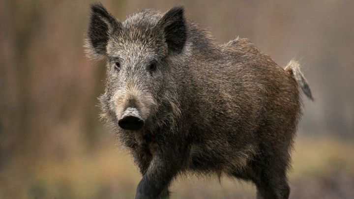 Госкомитет Татарстана по биоресурсам рекомендует охотникам Азнакаево соблюдать меры профилактики во избежание распространения африканской чумы свиней
