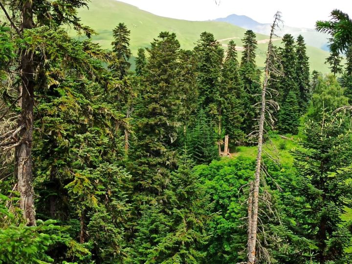 Азнакаевцы могут присоединиться к акции ”Чистые леса Татарстана"