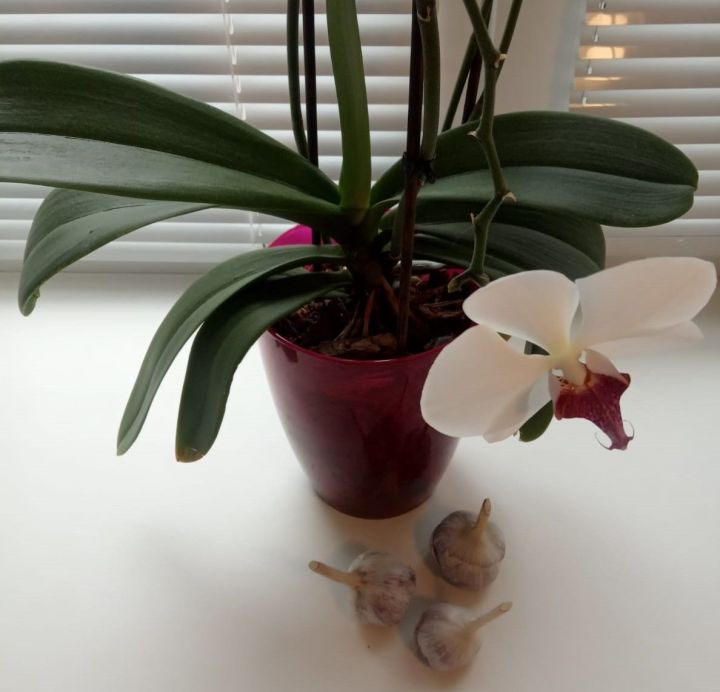 Полечите орхидеи чесночной водой