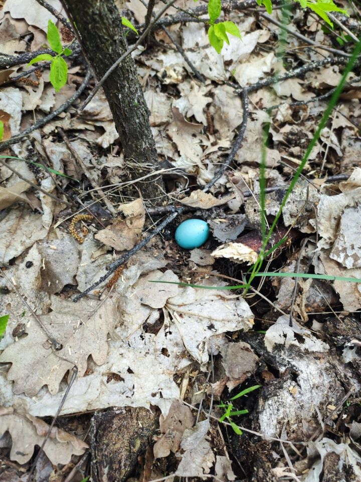 В Азнакаево нашли голубое яйцо. Чье оно?