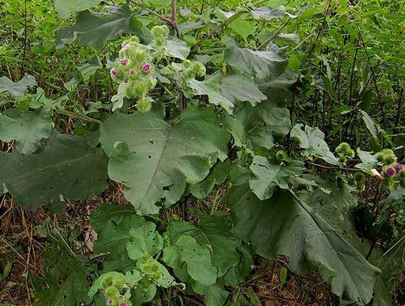 Азнакай хуҗабикәләренә чәчкә витаминлы маскалар рецепты