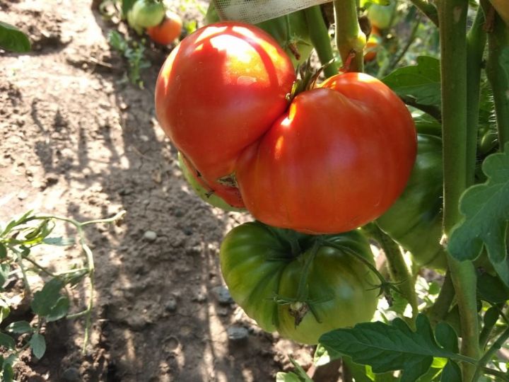 Азнакайлыларның колагына: яшел помидорны ничек кызартырга