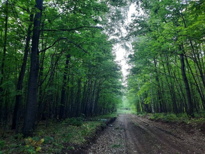 В республике стартовал весенний этап природоохранной акции «Чистые леса Татарстана»