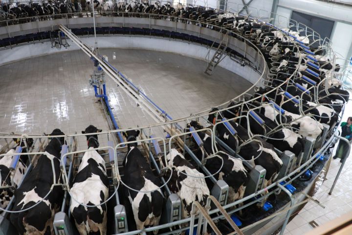 Районда тәүлеккә 200 тоннадан артык сөт савыла
