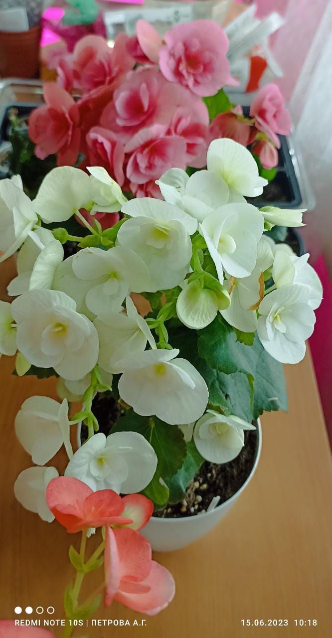 Бүлмә гөлләре шаулап үссен өчен Азнакай хуҗабикәләренә 7 ысул