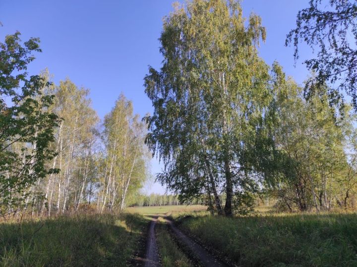 Сегодня день работников леса