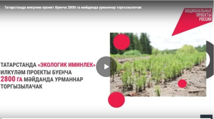 Татарстанда илкүләм проект буенча 2800 га мәйданда урманнар торгызылачак