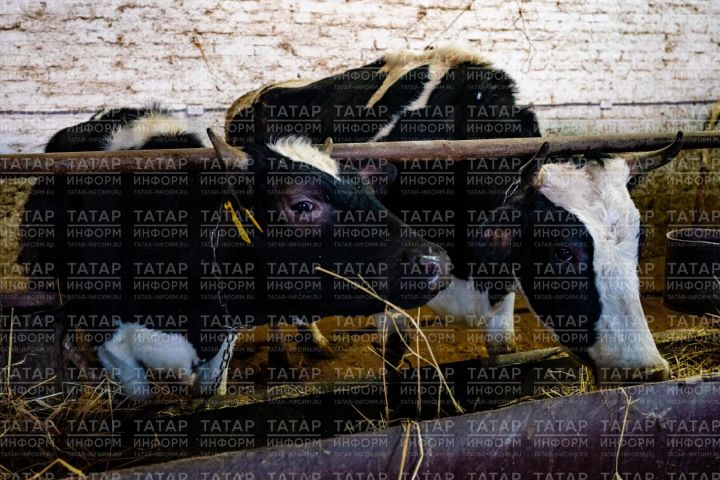 Татарстан впервые произвел свыше 2 млн 370 тыс. тонн молока