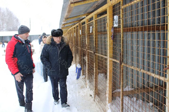 “Приют кешеләр һәм хайваннар иминлеге өчен бик кирәк»: депутат Азнакайдагы үзәкнең эшен бәяләде