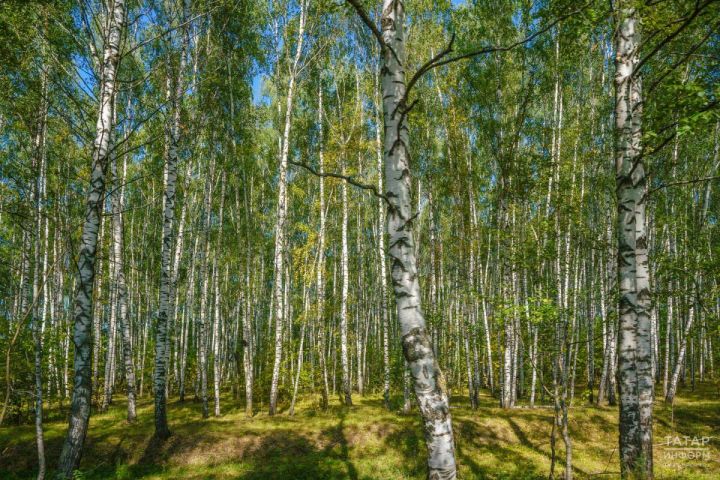 2026 елда Татарстан урман хуҗалыгы өчен 12 берәмлек техника сатып алачак