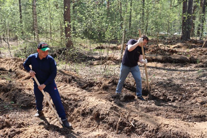 Более тысячи елей высадили сотрудники Госкомитета РТ по тарифам в Лаишевском районе