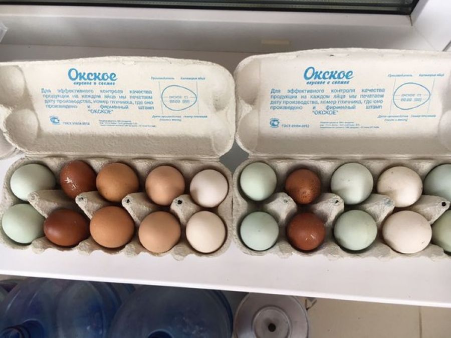 Инкубационные яйца от производителей