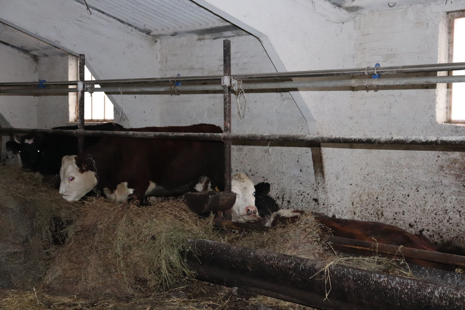 Азнакаевские животноводы готовятся к зимовке скота, а механизаторы – к посевной