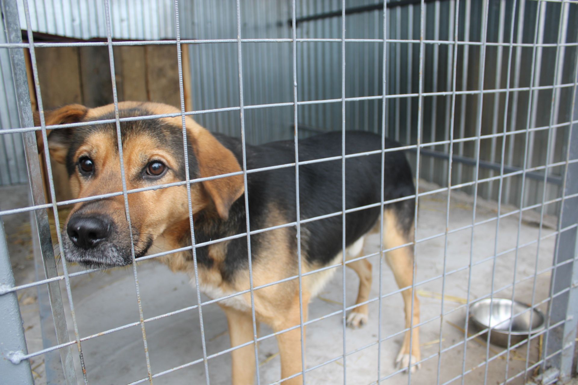 В Азнакаево открылся приют для бездомных собак