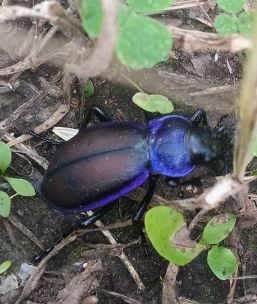 В Азнакаевском районе обнаружили исчезающий вид жука