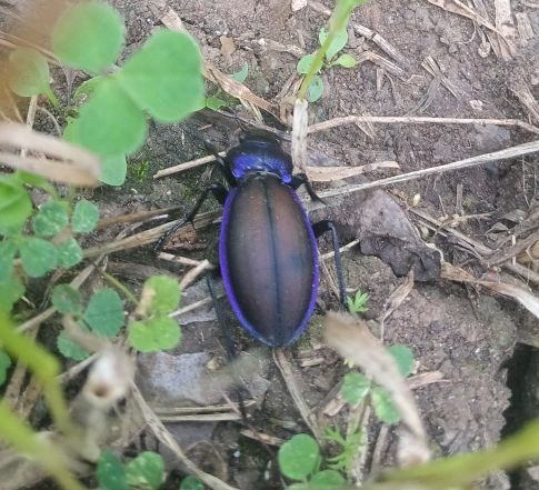 В Азнакаевском районе обнаружили исчезающий вид жука