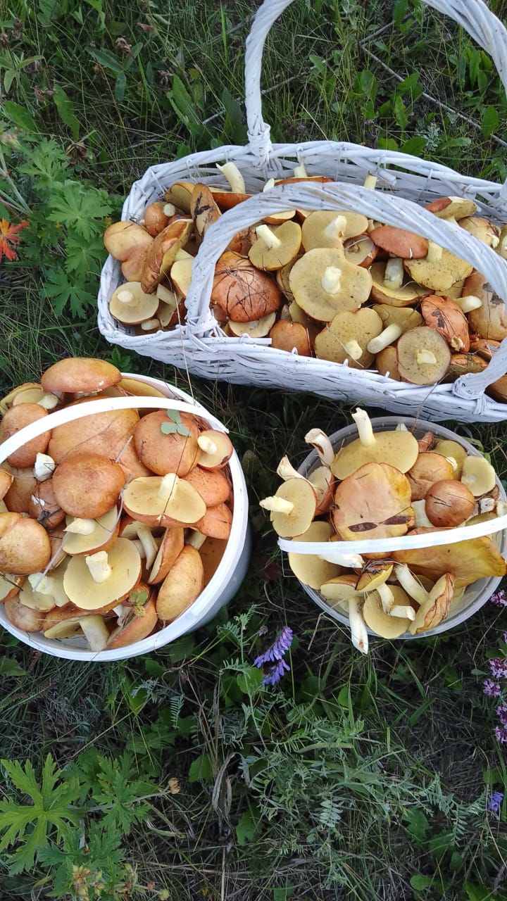 Рәсилә Гариповадан гөмбә тозлау рецепты