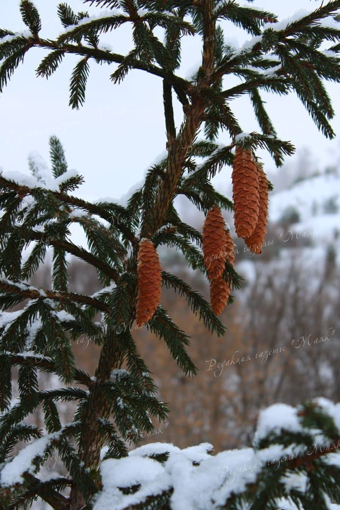 Зимние красоты Азнакаевского района