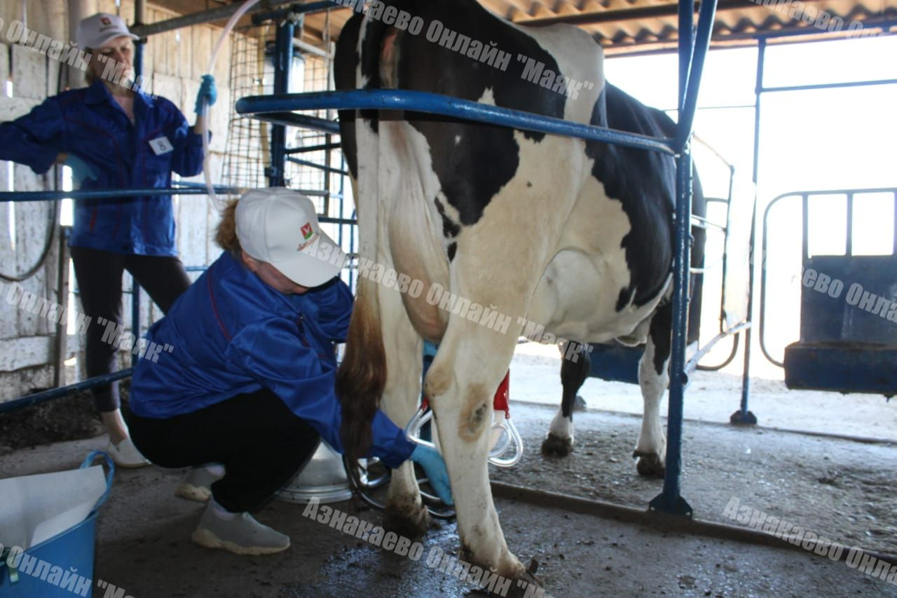 В Азнакаевском районе прошел конкурс доярок и технологов