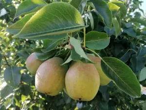 Азнакай хуҗабикәләренә грушадан кайнатма рецепты
