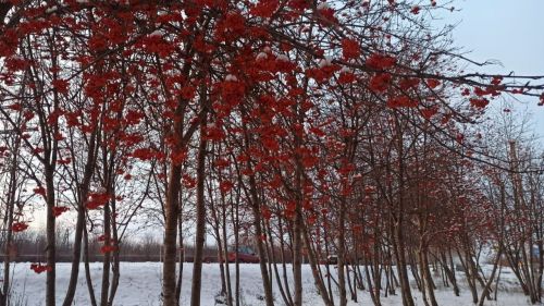 Салкыннардан соң: Татарстанда декабрь ахырына җылыну фаразлана