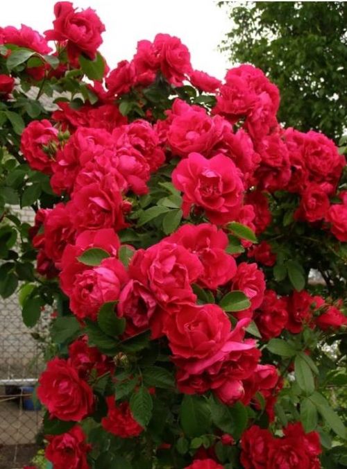 Күркәм юбилеең котлы булсын!