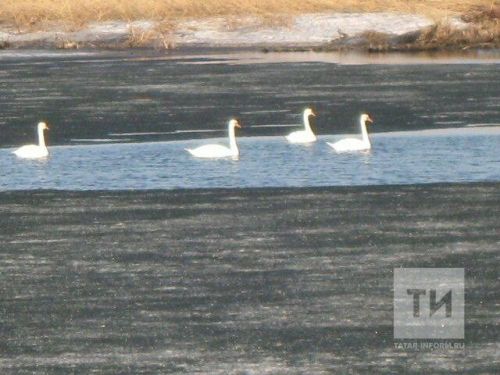 В Азнакаево вернулись лебеди-шипуны