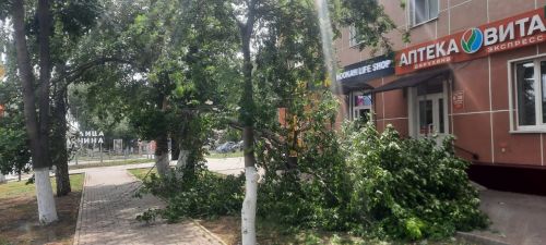 В Азнакаево сильный ветер обломал крупные ветви и повалил ствол дерева