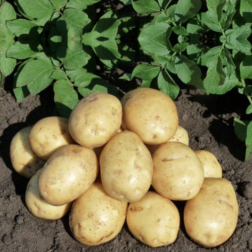 Азнакай бакчачыларына бәрәңге мул булсын өчен бер-ничә файдалы киңәш