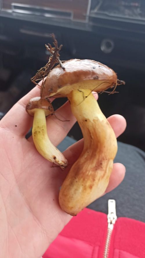 Рәсилә Гариповадан гөмбә тозлау рецепты