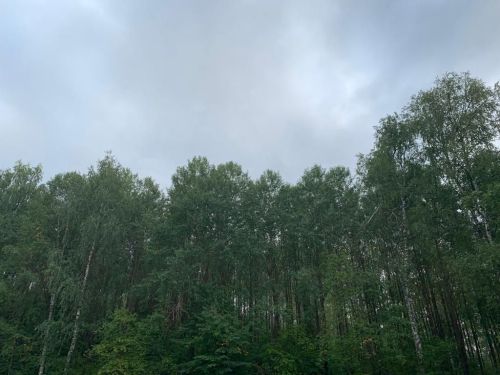 МЧС Татарстана напомнило о правилах безопасности при сильном ветре
