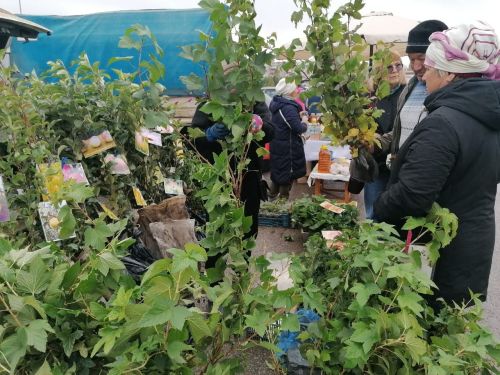 Азнакайда көзге ярминкәләр башланды