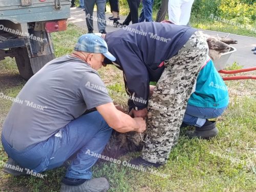 Корбан гаете мөбарәк булсын!