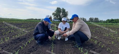 Азнакайда комиссия чәчүлекләрне кабул итте