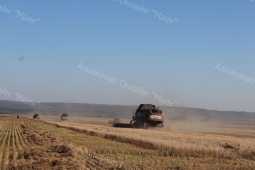 Азнакайлылар җитен уңышы буенча республикада беренче урында баралар. Тулырак: https://aznakaevo-rt.ru/news/tugan-ir/iten-basuynda