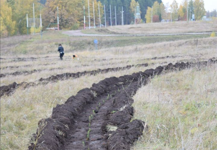 Азнакайда агач утырту өмәсе үткәрелә