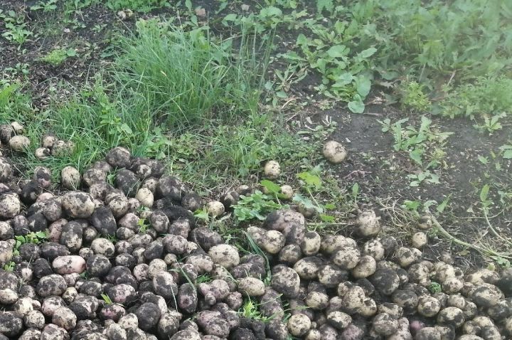 Рекомендации Россельхозцентра: как защитить урожай от проволочника, методы борьбы