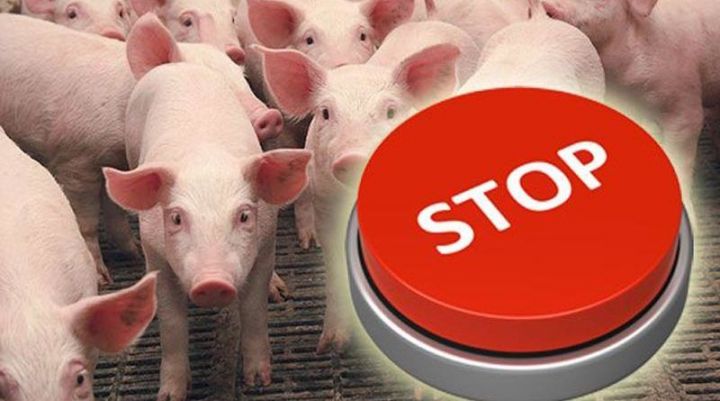 Глава Минсельхоза Татарстана предупредил о ситуации по африканской чуме свиней